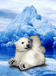pic for Little bear